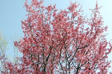 20100313OkameCherry1.jpg