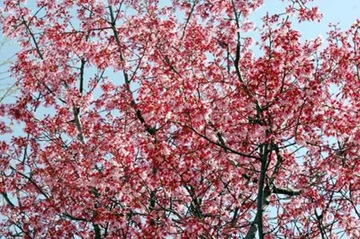 20100313OkameCherry2.jpg