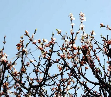 20100313Yusuraume1.jpg