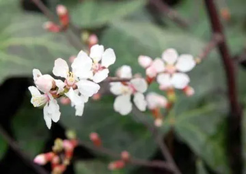20100313Yusuraume2.jpg