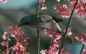 201003214Hiyodori.jpg