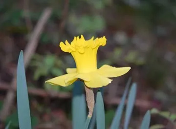 201003214Narcissus1.jpg