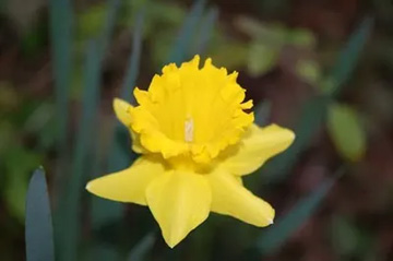 201003214Narcissus2.jpg