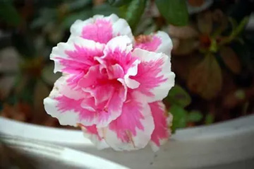 20100320Azalea.jpg