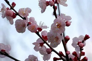 20100321Apricot1.jpg