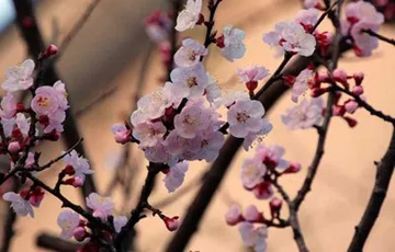 20100321Apricot2.jpg