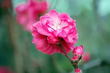 20100321Hanamomo.jpg