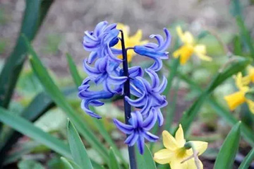 201003221Hyacinth.jpg
