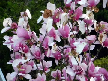 20100321Magnolia.jpg