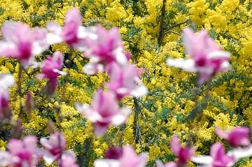 20100320Mimosa.jpg