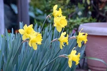 20100321Narcissus.jpg