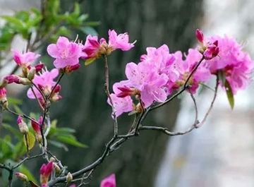 20100321Yoshino.jpg