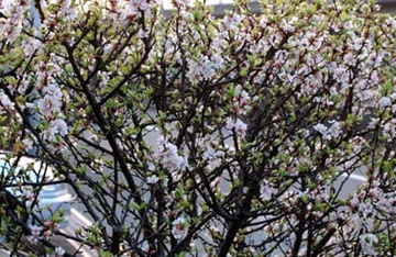 20100321Yusuraume.jpg