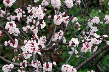 20100326Apricot.jpg