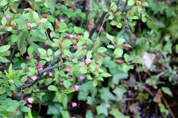20100326Hanakaido.jpg
