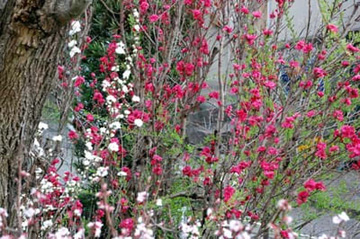 20100326Hanamomo.jpg