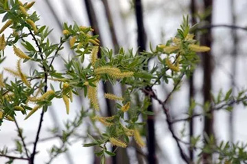 20100326Willow.jpg