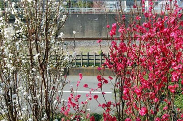 20090327Hanamomo-N.jpg