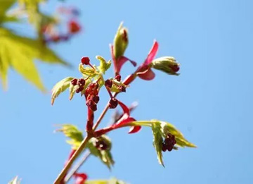 201010327Momiji.jpg