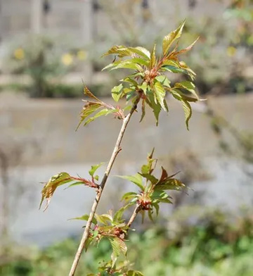 20100327OkameCherry-N.jpg
