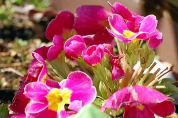 2009102227Primula.jpg