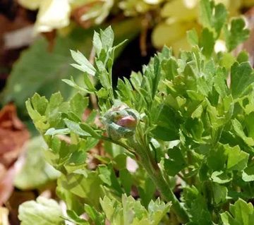 20100327Ranunculus.jpg