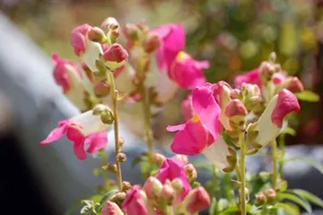 20100327Snapdragon.jpg