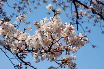 20100327Someiyoshino2.jpg