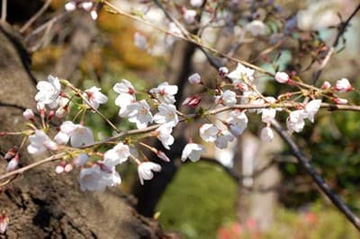 20100327Someiyoshino3.jpg