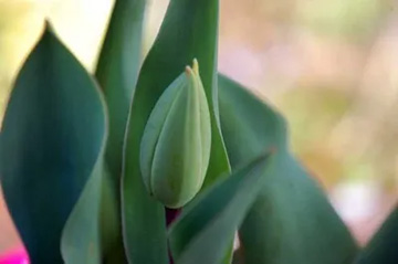 201010327Tulip.jpg