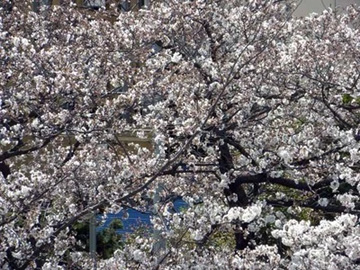 20100331Someiyoshino.jpg