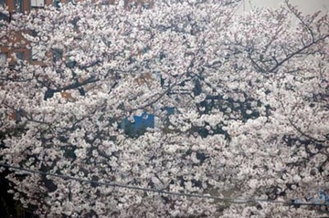 20100401Someiyoshino2.jpg