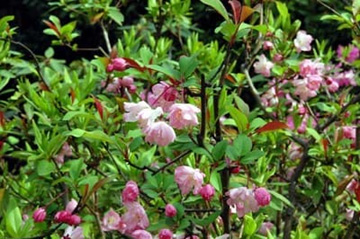 20100403Hanakaido.jpg