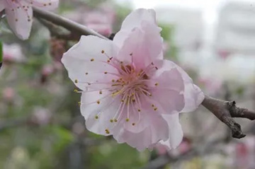 20100403Momo.jpg