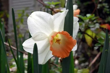 20100403Narcissus.jpg
