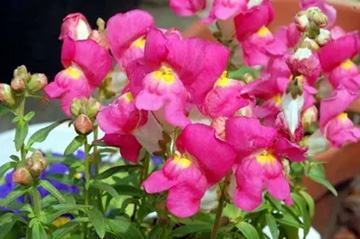 20100403Snapdragon.jpg