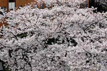 20100403Someiyoshino.jpg