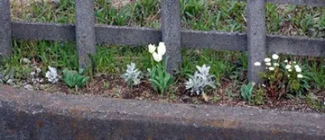 20100403Tulip.jpg