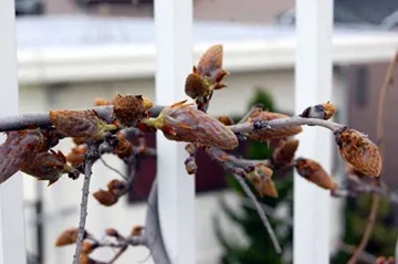 20100403Wisteria.jpg