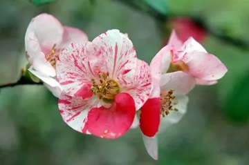20100404Boke1.jpg