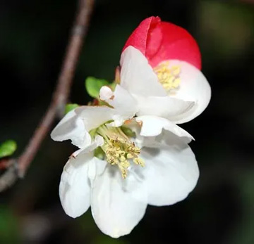 20100404Boke2.jpg