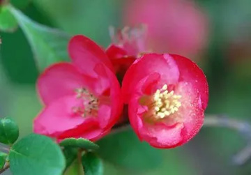 20100404Boke3.jpg