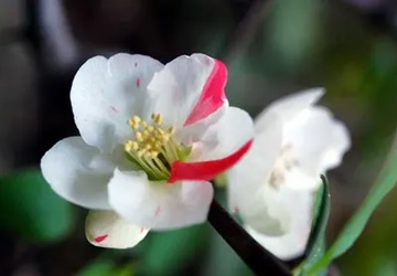 20100404Boke4.jpg