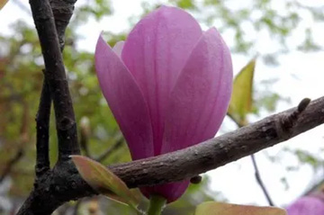 20100404Magnolia.jpg