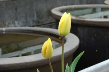 20100404Tulip.jpg