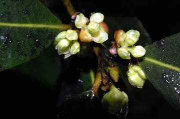 20100405Laurel.jpg