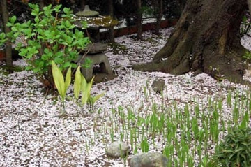 20100407Petal.jpg
