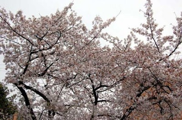 20100407Someiyoshino.jpg