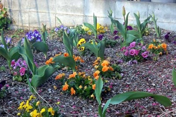 20100407Tulip1.jpg