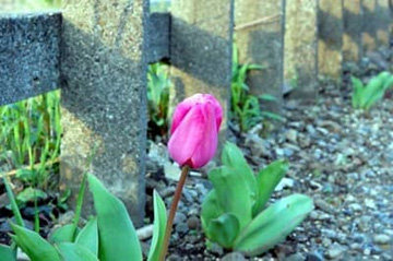 20100407Tulip2.jpg